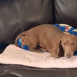 Dachshunds and Dalmatians from Sho Me Spots