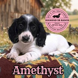 AMETHYST - Piebald female Dachshund puppy in Columbia, Louisiana from Diamond 5R Ranch AKC & CKC Miniature Dachshunds