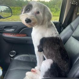 Eleven - Black and white female Sheepadoodle puppy in Saint Cloud, Florida from Rising Star Kennels