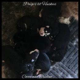 Scott - Black and white male Siberian Husky puppy in Bloomfield, Indiana from Paiges lil huskies