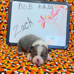 Zack - Blue male Boston Terrier puppy in Fillmore, Illinois from Wind Hill Puppies