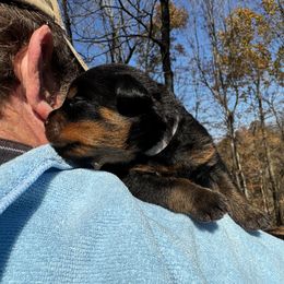 Rottweiler Puppies from Vom Bruderhof Rottweilers