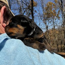 Rottweiler Puppies from Vom Bruderhof Rottweilers