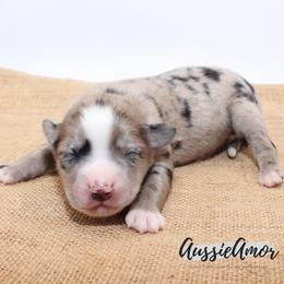 Bi Blue Merle 4 Long tail - Blue merle male Miniature Australian Shepherd puppy in Pinehurst, Texas from Aussie Amor