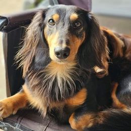 Whiskey - Dachshund