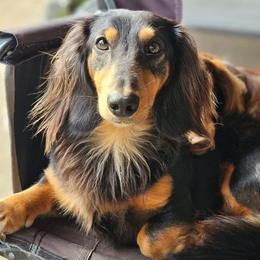 Whiskey - Dachshund