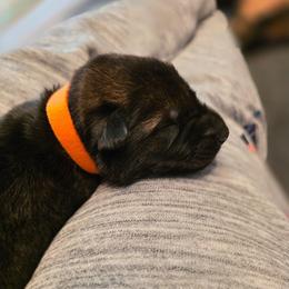 Orange collar (Bingo) - Sable male German Shepherd puppy in Hermitage, Pennsylvania from Shepherds of the Hundred Acres