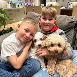 Goldendoodle Puppies from Halo Doodles