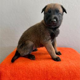 Han (Orange) - Mahogany male Belgian Malinois puppy in Buckeue, Arizona from Légende Vivante Du Chief Kennel