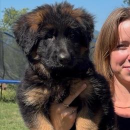 Dotty - Black and red female German Shepherd puppy in New Jersey from Stahlhaus ( Previously Buffelbach Farmstead Shepherds)