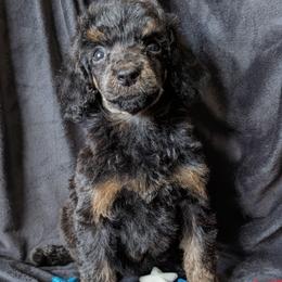 Loki - Phantom male Poodle puppy in Magnolia, Texas from Celestial Jewels Poodles