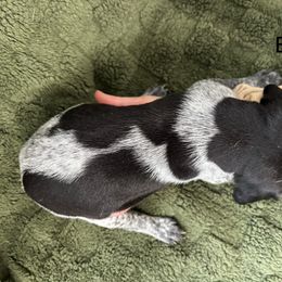 German Shorthaired Pointer Puppies from Golden pointers