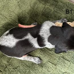 German Shorthaired Pointer Puppies from Golden pointers