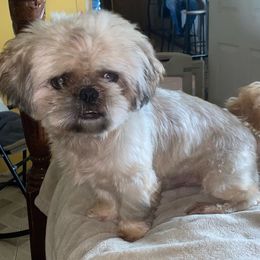 Toby - Shih Tzu