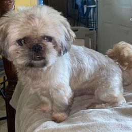 Toby - Shih Tzu