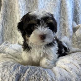 Ash - Chocolate male Havanese puppy in Starr, South Carolina from Home with Havanese