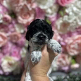 Toile - Black and white female Cockapoo puppy in Rolla, Missouri from Diamond K