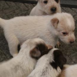 Hershel - Blue male Australian Cattle Dog puppy in Casa Grande, Arizona from Sonoran Dogz