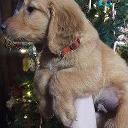 Golden Retriever Puppies from Ginger Snap Golden Retrievers