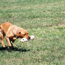 Labrador Retrievers from Midnight Ridge Retrievers LLC