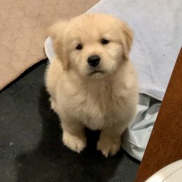 Golden Retriever Puppies from OPK GOLDENS