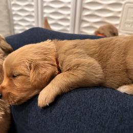 Golden Retriever Puppies from Wise Goldens