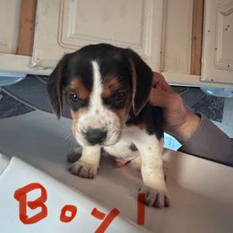 Boy 1 - Black tan and white male Beagle puppy in Lemoore, California from Linda's Puppies
