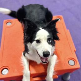 Maggie - Border Collie