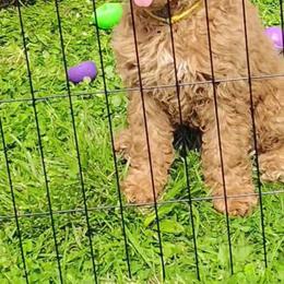 Sunny - Apricot male Goldendoodle puppy in Cleveland, Ohio from A&B Happybreeds