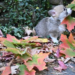 Pembroke Welsh Corgi Puppies from A&A’s Adorable Corgis