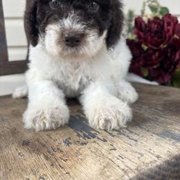 Purple - Blizzard - Parti female Goldendoodle puppy in Cleveland, Georgia from The O.G. Doodles