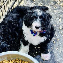 Aussiedoodle Puppies from Little Hawcreek Doodles