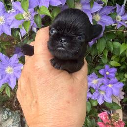 Violet - Black female Brussels Griffon puppy in Brooks, Georgia from Brooks Berner Bears & Brussels Griffons