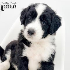 Crimson aka CC - female Australian Mountain Doodle puppy in Tipton, Indiana from Country Creek Doodles