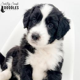 Crimson aka CC - female Australian Mountain Doodle puppy in Tipton, Indiana from Country Creek Doodles