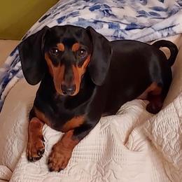Didi - Dachshund
