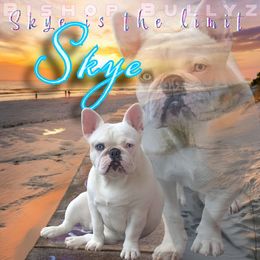 Skye - French Bulldog