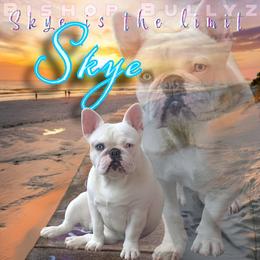 Skye - French Bulldog