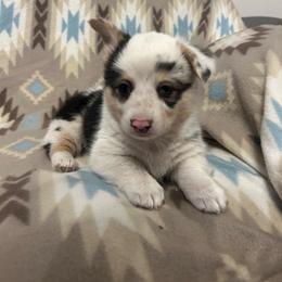 Indigo - White and black female Pembroke Welsh Corgi puppy in Maupin, Oregon from Bailey Nannini