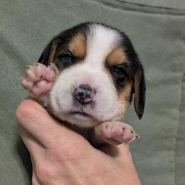 Yellow Collar Girl - Black tan and white female Beagle puppy in High Point, Ohio from Copper Sky Beagles