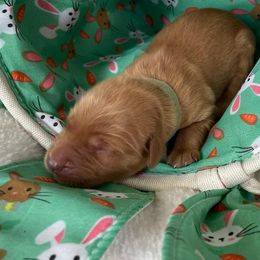 Golden Retriever Puppies from Golden On The Hill
