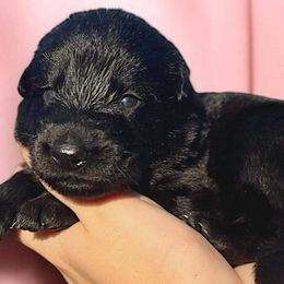 Girl 6 - German Shepherd puppy from Select Solid Black German Shepherd's; Von Jarosz-Haus
