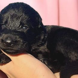 Girl 6 - German Shepherd puppy from Select Solid Black German Shepherd's; Von Jarosz-Haus