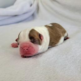 Boston Terrier Puppies from White Valley Boston Terriers