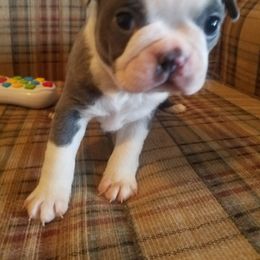Boston Terrier and French Bulldog Puppies from Willis Family Bostons