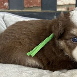 Companion Crosses, Miniature Australian Shepherds, and Pembroke Welsh Corgis from JOY Farms