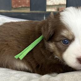 Companion Crosses, Miniature Australian Shepherds, and Pembroke Welsh Corgis from JOY Farms