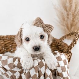 Strawberry - Parti female Goldendoodle puppy in Russell Springs, Kentucky from Milk & Honey Doodles