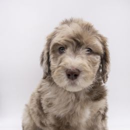 Assorted Doodle Crosses, Bernedoodle, Double Doodle, Goldendoodle, Labradoodle, and Whoodle Puppies from Our Little Farm Life Doodles