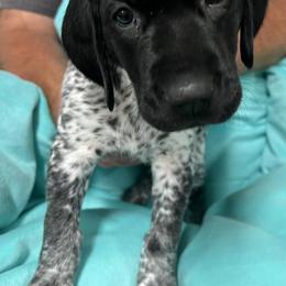 German Shorthaired Pointers from MATSKI GSP